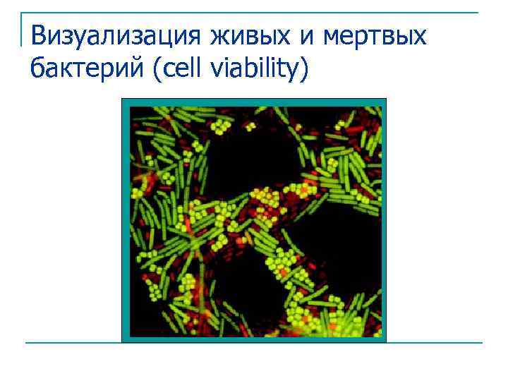 Визуализация живых и мертвых бактерий (cell viability) 