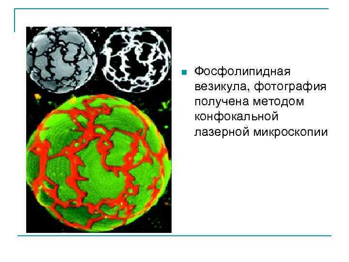 n Фосфолипидная везикула, фотография получена методом конфокальной лазерной микроскопии 