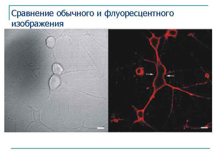 Сравнение обычного и флуоресцентного изображения 