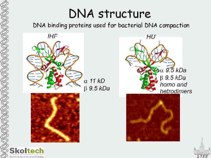 DNA structure DNA binding proteins used for bacterial DNA compaction 