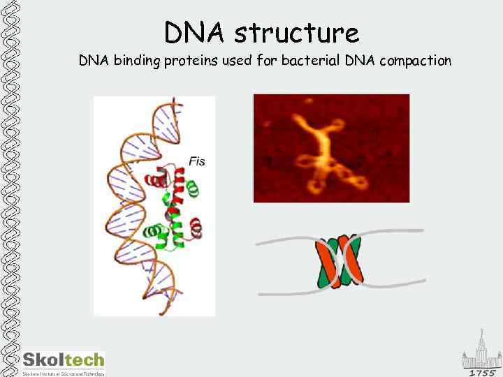DNA structure DNA binding proteins used for bacterial DNA compaction 