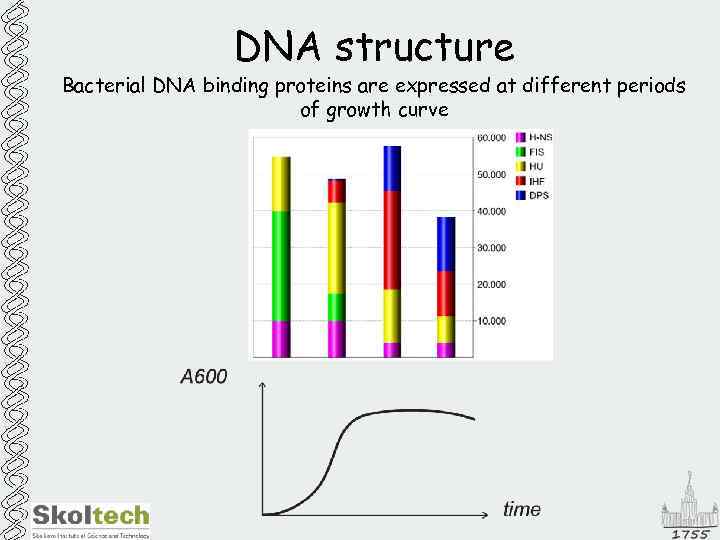 DNA structure Bacterial DNA binding proteins are expressed at different periods of growth curve