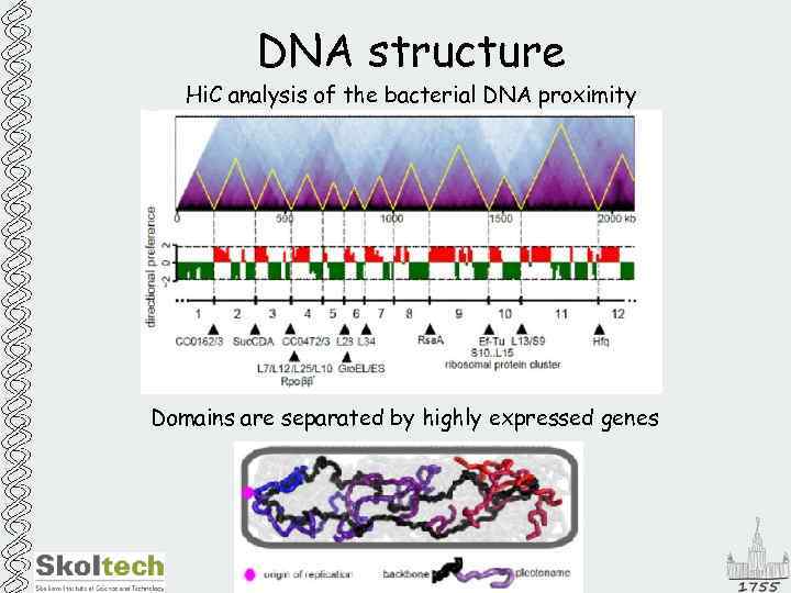 DNA structure Hi. C analysis of the bacterial DNA proximity Domains are separated by