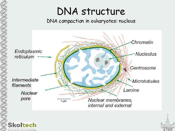 DNA structure DNA compaction in eukaryotes: nucleus 