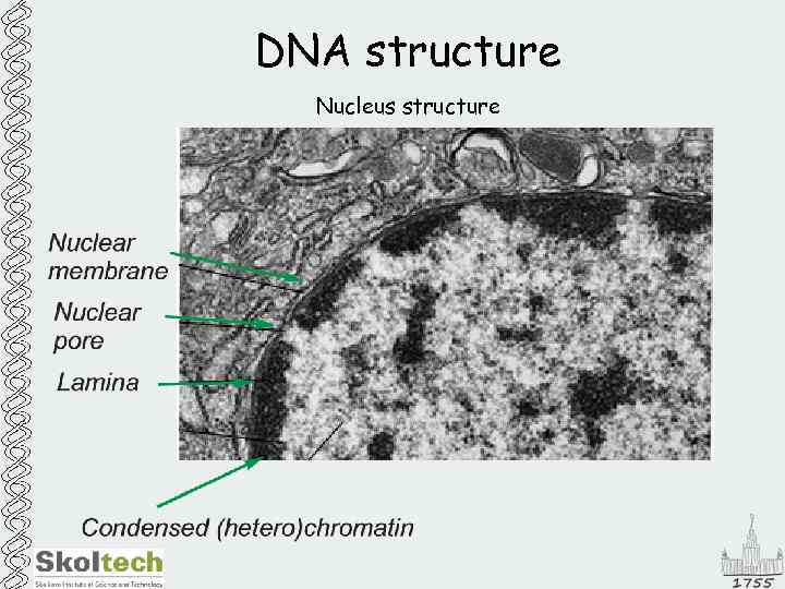 DNA structure Nucleus structure 