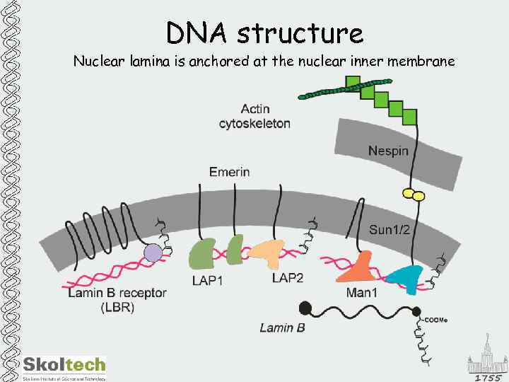 DNA structure Nuclear lamina is anchored at the nuclear inner membrane 