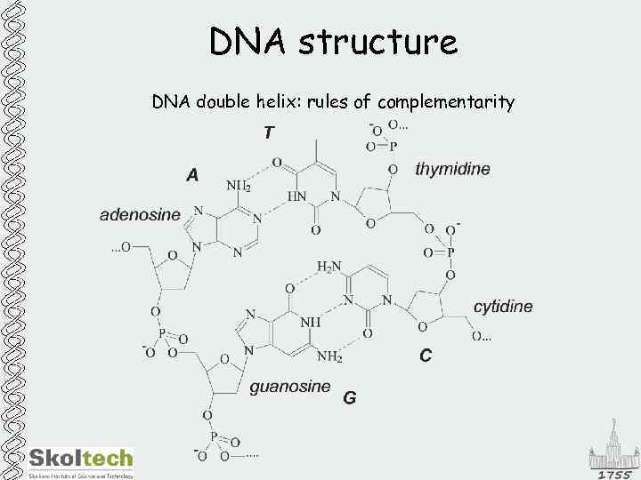 DNA structure DNA double helix: rules of complementarity 