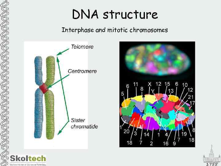 MSU Skol Tech DNA Structure And Packing