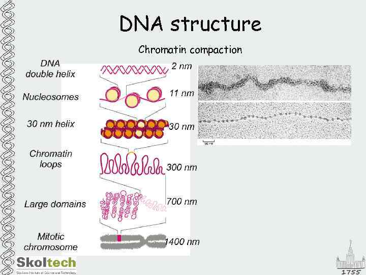 DNA structure Chromatin compaction 