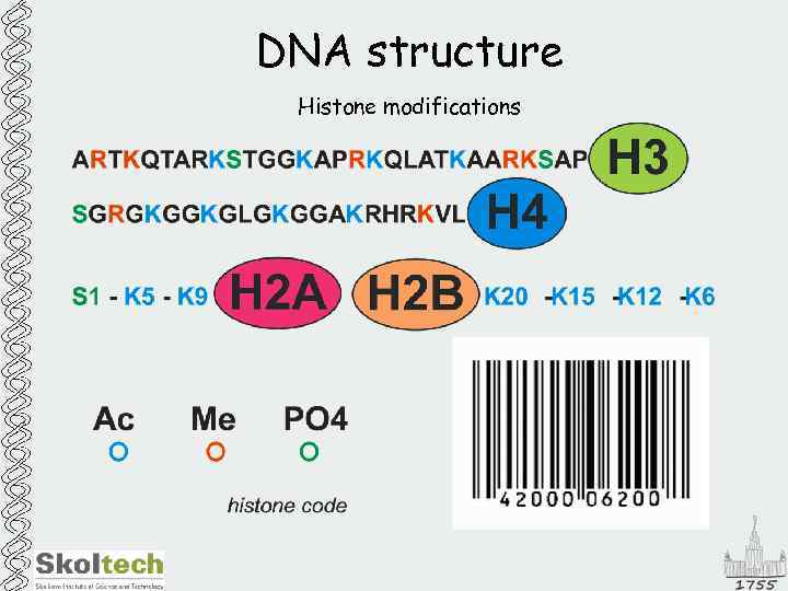 DNA structure Histone modifications 
