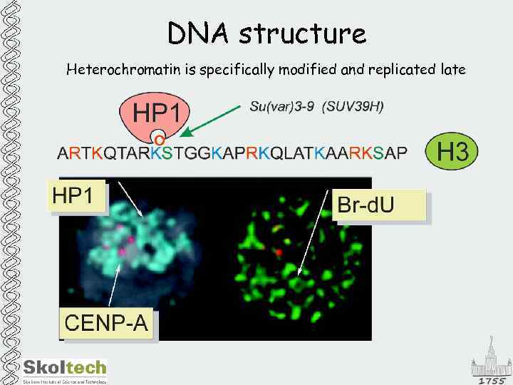DNA structure Heterochromatin is specifically modified and replicated late 