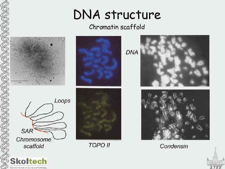 DNA structure Chromatin scaffold 