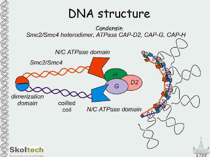 DNA structure Condensin 