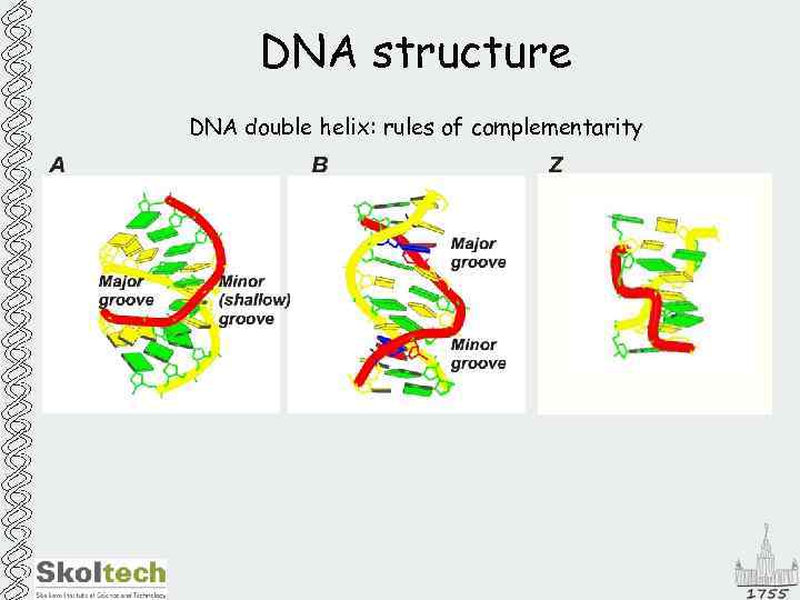 DNA structure DNA double helix: rules of complementarity 