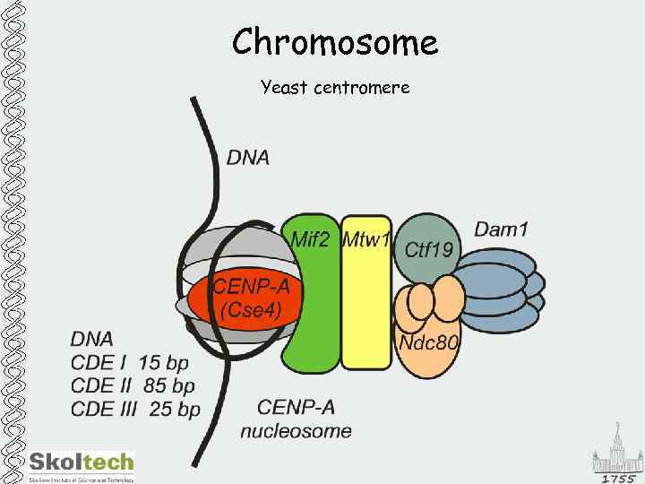 Chromosome Yeast centromere 