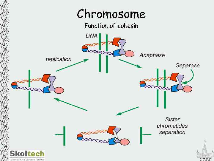 Chromosome Function of cohesin 