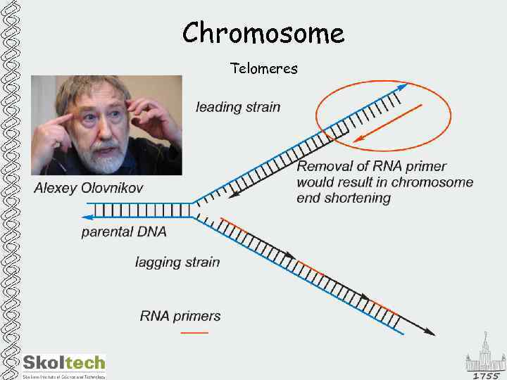 Chromosome Telomeres 