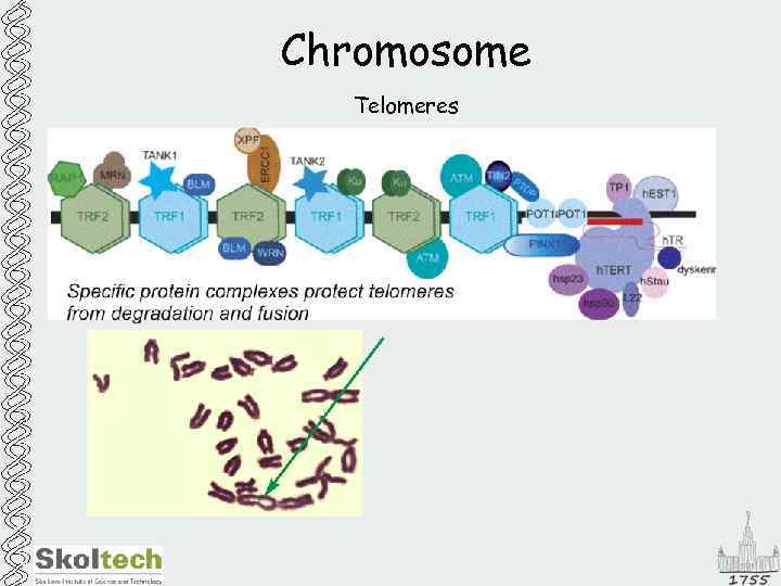 Chromosome Telomeres 