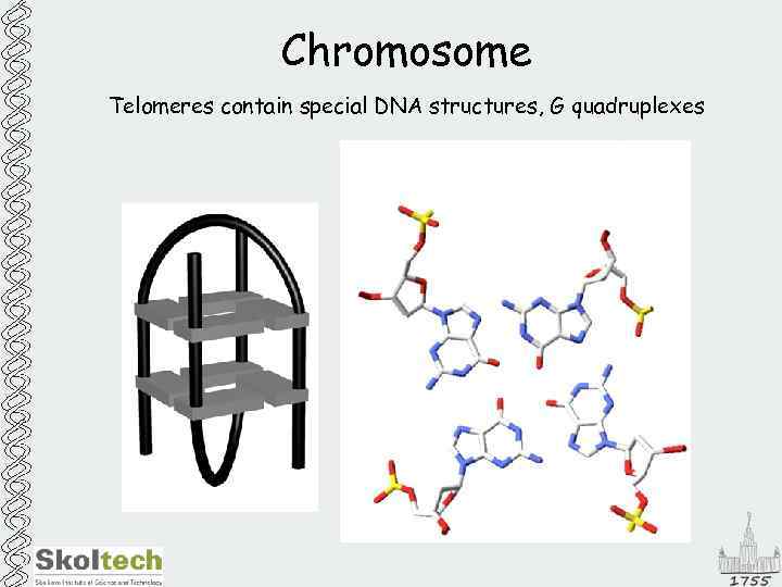 Chromosome Telomeres contain special DNA structures, G quadruplexes 