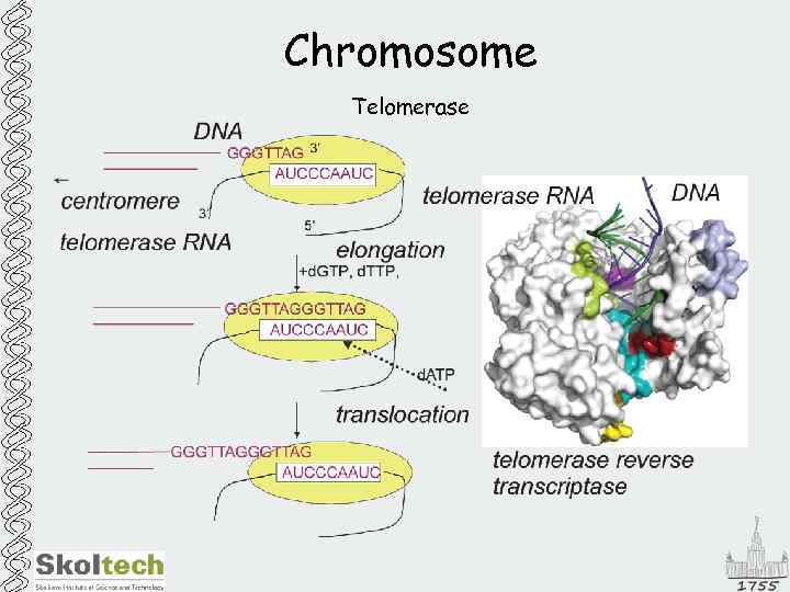 Chromosome Telomerase 