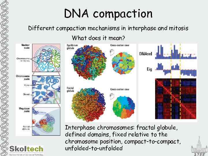 DNA compaction Different compaction mechanisms in interphase and mitosis What does it mean? Interphase