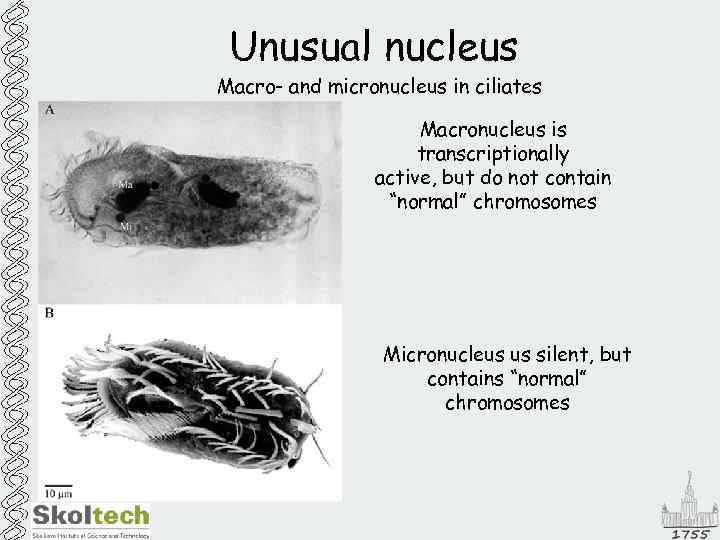 Unusual nucleus Macro- and micronucleus in ciliates Macronucleus is transcriptionally active, but do not