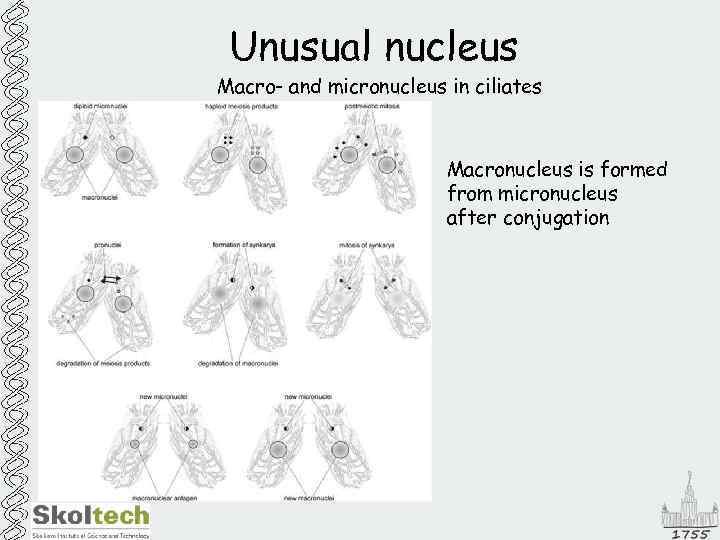 Unusual nucleus Macro- and micronucleus in ciliates Macronucleus is formed from micronucleus after conjugation