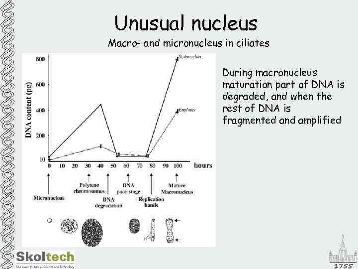 Unusual nucleus Macro- and micronucleus in ciliates During macronucleus maturation part of DNA is