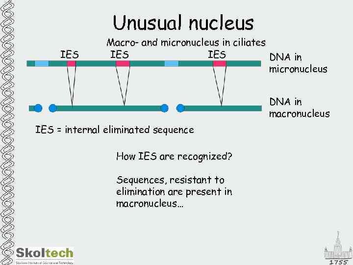 Unusual nucleus IES Macro- and micronucleus in ciliates IES DNA in micronucleus DNA in