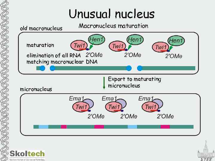 Unusual nucleus old macronucleus Macronucleus maturation elimination of all RNA matching macronuclear DNA micronucleus