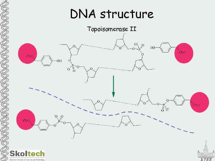 DNA structure Topoisomerase II 