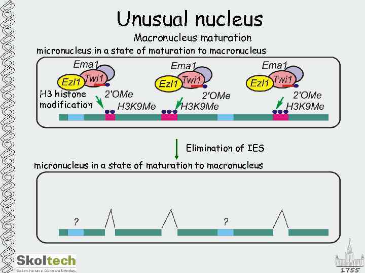 Unusual nucleus Macronucleus maturation micronucleus in a state of maturation to macronucleus H 3