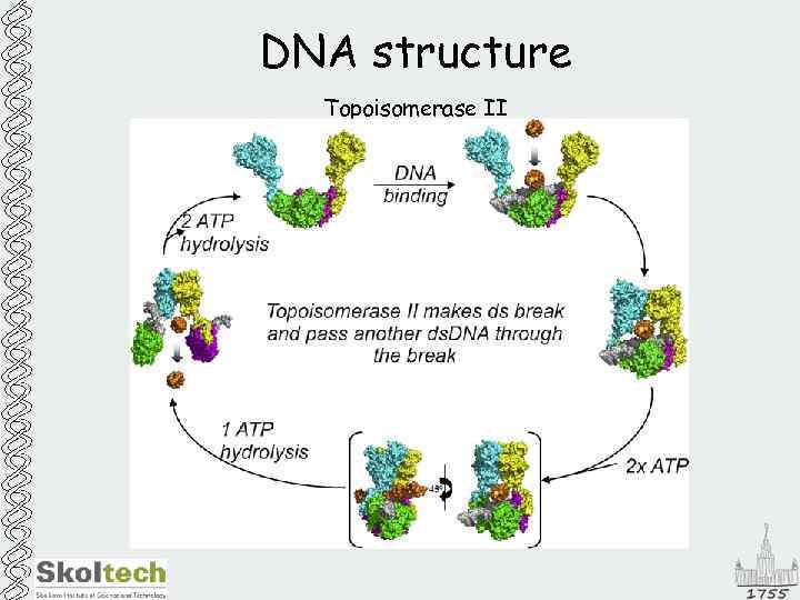 DNA structure Topoisomerase II 