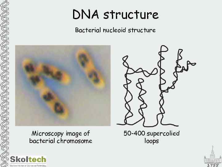 DNA structure Bacterial nucleoid structure Microscopy image of bacterial chromosome 50 -400 supercolied loops