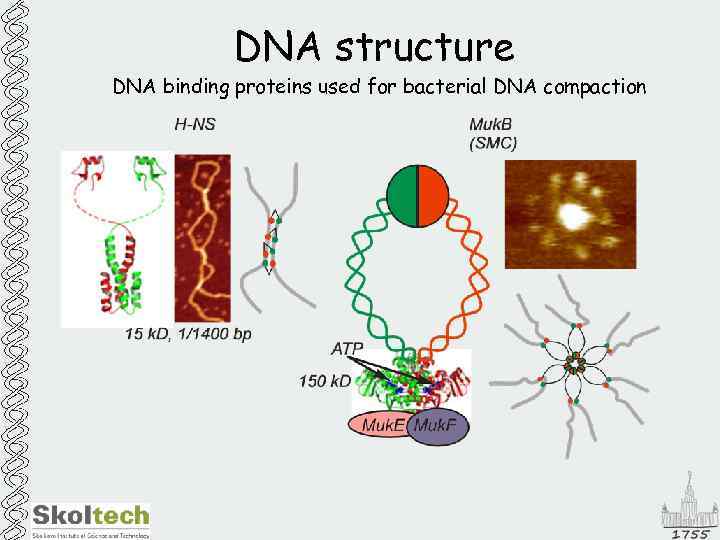 DNA structure DNA binding proteins used for bacterial DNA compaction 
