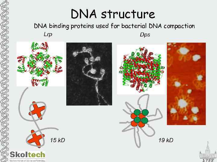 DNA structure DNA binding proteins used for bacterial DNA compaction 