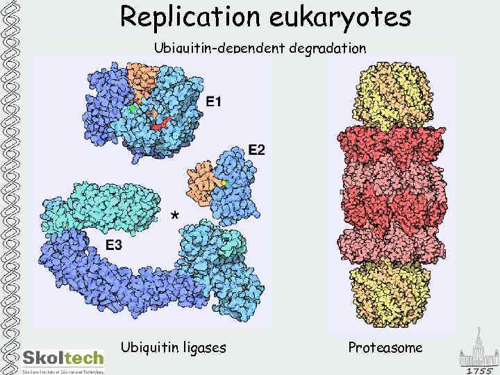 Replication eukaryotes Ubiquitin-dependent degradation Ubiquitin ligases Proteasome 