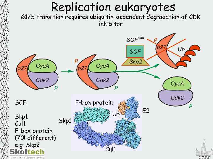 Replication eukaryotes G 1/S transition requires ubiquitin-dependent degradation of CDK inhibitor SCF: Skp 1