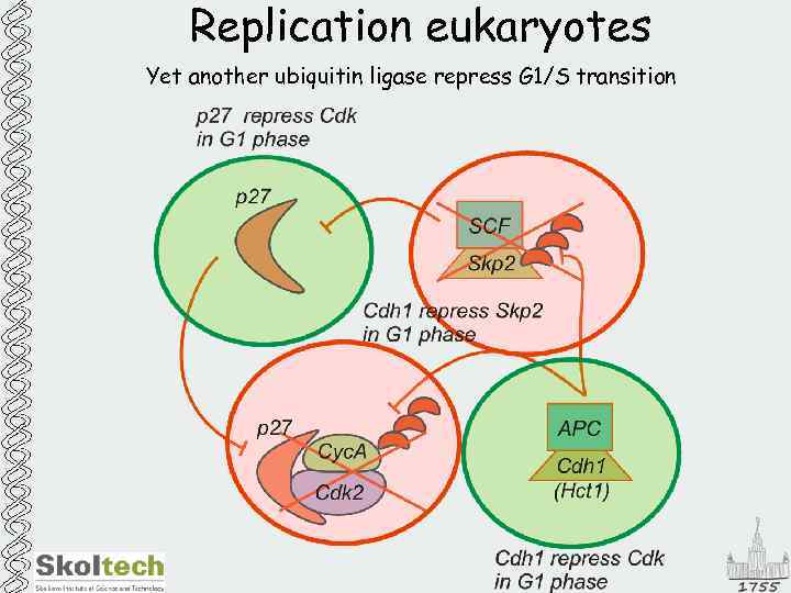 Replication eukaryotes Yet another ubiquitin ligase repress G 1/S transition 