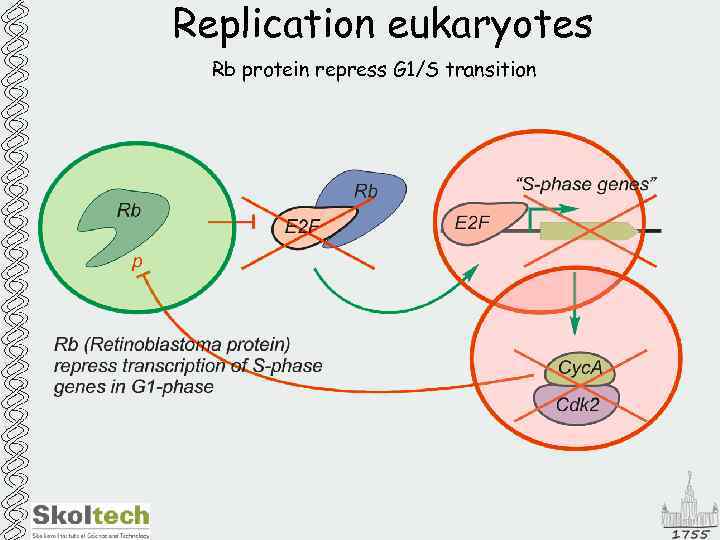 Replication eukaryotes Rb protein repress G 1/S transition 