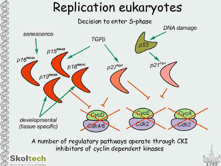 Replication eukaryotes Decision to enter S-phase A number of regulatory pathways operate through CKI