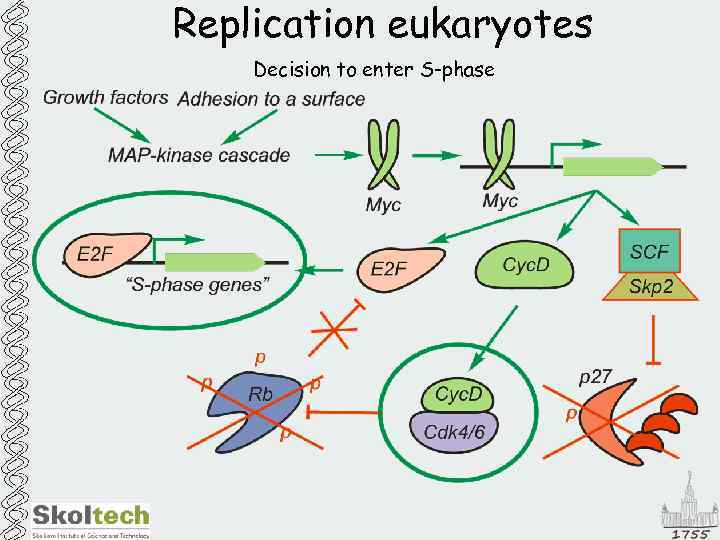 Replication eukaryotes Decision to enter S-phase 