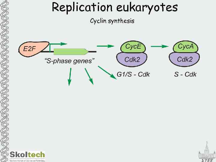 Replication eukaryotes Cyclin synthesis 