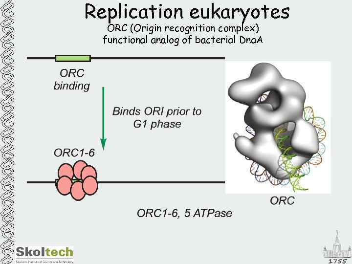 Replication eukaryotes ORC (Origin recognition complex) functional analog of bacterial Dna. A 