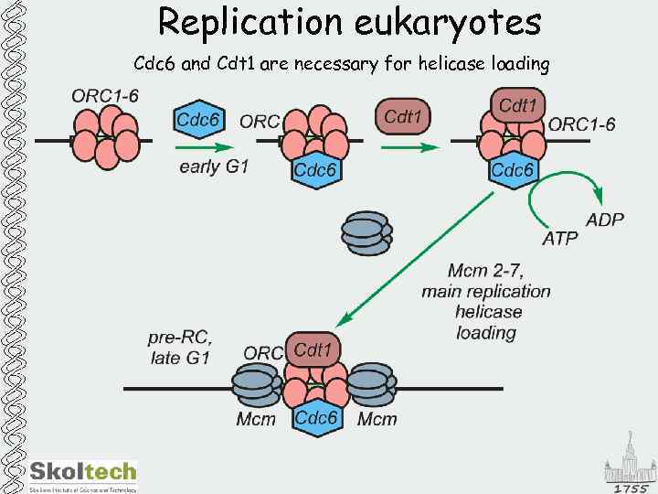 Replication eukaryotes Cdc 6 and Cdt 1 are necessary for helicase loading 