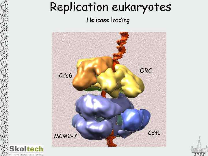 Replication eukaryotes Helicase loading Cdc 6 MCM 2 -7 ORC Cdt 1 