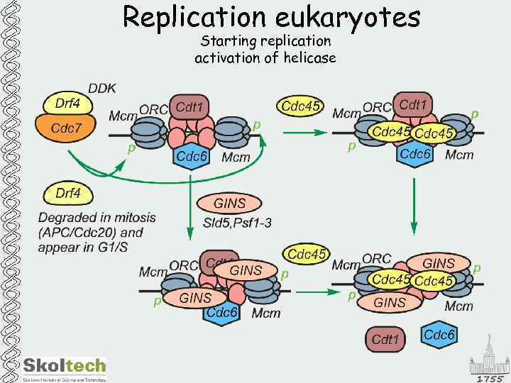 Replication eukaryotes Starting replication activation of helicase 