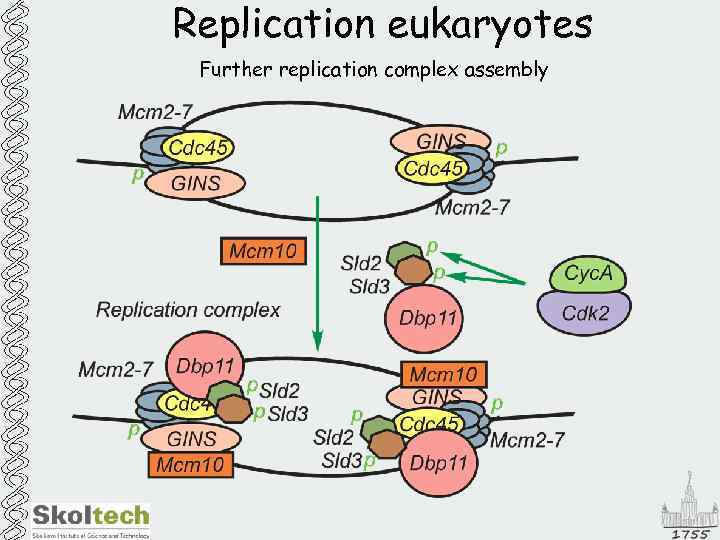Replication eukaryotes Further replication complex assembly 