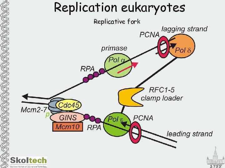 Replication eukaryotes Replicative fork 