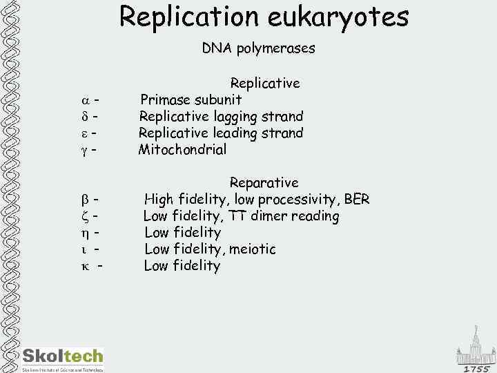 Replication eukaryotes DNA polymerases adegbzhi k - Replicative Primase subunit Replicative lagging strand Replicative